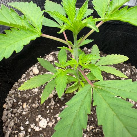 Apple Fritters growlog timeline photo
