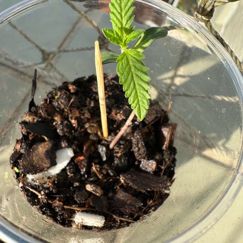 Apple Fritters growlog timeline photo