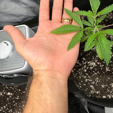 Apple Fritters growlog timeline photo