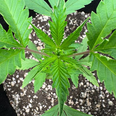 Apple Fritters growlog timeline photo