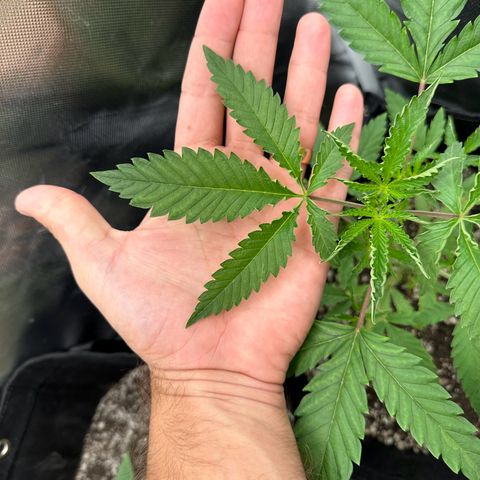 Apple Fritters growlog timeline photo