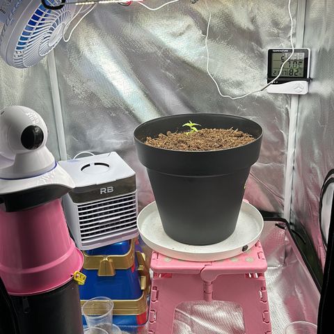 Apple Fritters growlog timeline photo
