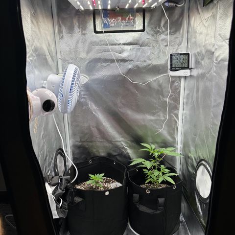 Genética X-1 growlog timeline photo