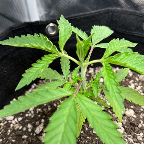 Apple Fritters growlog timeline photo