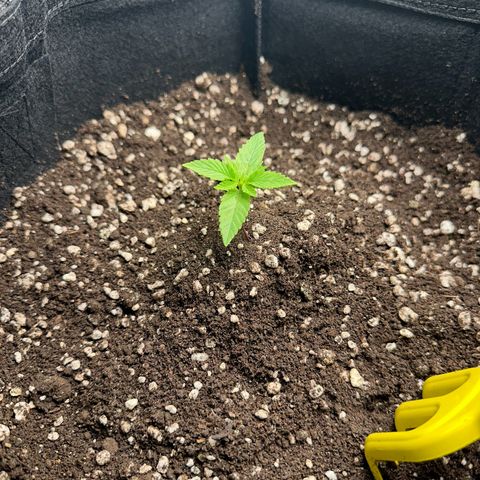Genética X-1 growlog timeline photo