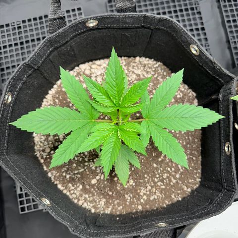 Genética X-1 growlog timeline photo