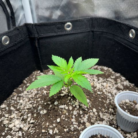Genética X-1 growlog timeline photo