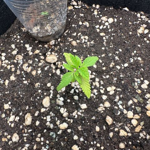Apple Fritters growlog timeline photo