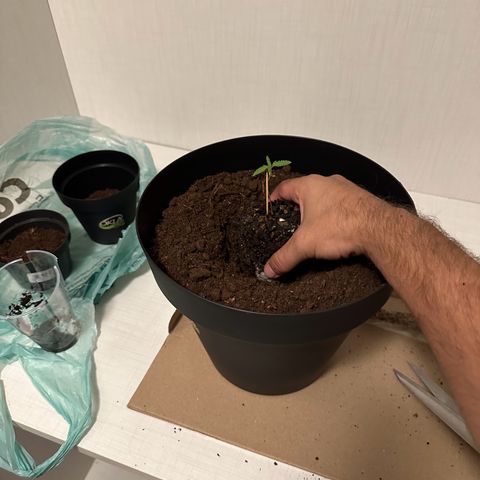 Apple Fritters growlog timeline photo