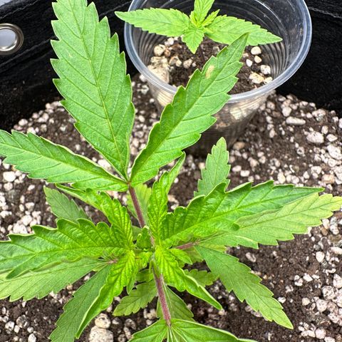 Apple Fritters growlog timeline photo