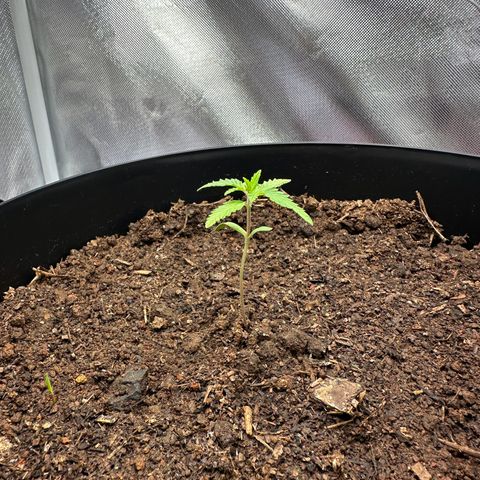 Apple Fritters growlog timeline photo