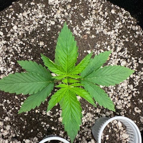 Genética X-1 growlog timeline photo