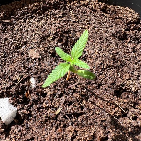 Apple Fritters growlog timeline photo