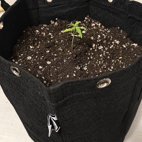 Apple Fritters growlog timeline photo