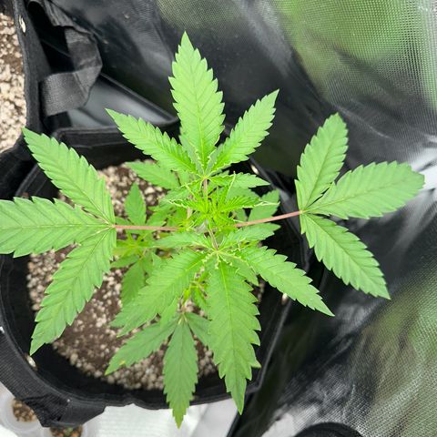 Apple Fritters growlog timeline photo