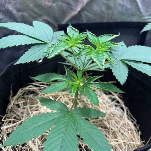Genética X-1 growlog timeline photo