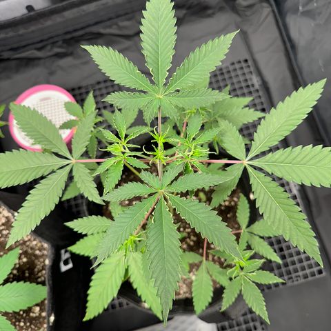 Apple Fritters growlog timeline photo