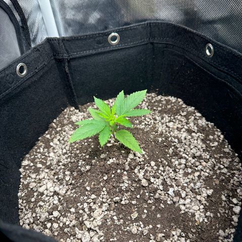 Genética X-1 growlog timeline photo
