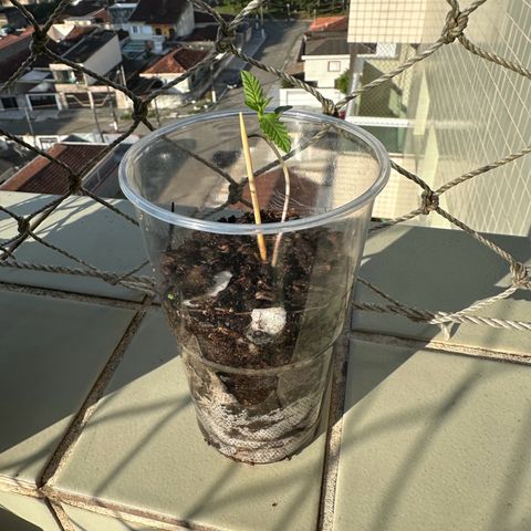 Apple Fritters growlog timeline photo