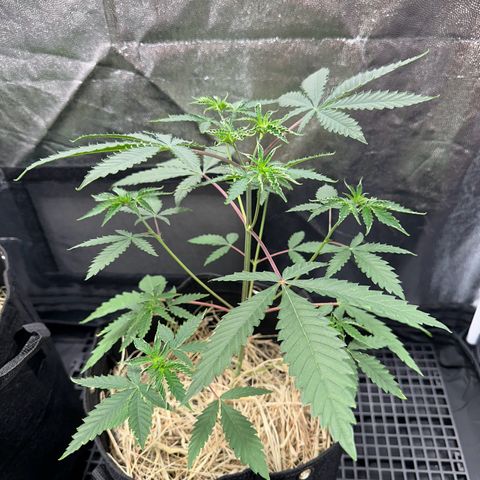 Apple Fritters growlog timeline photo