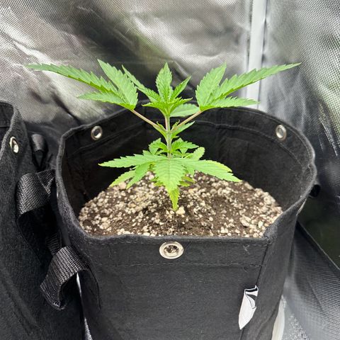 Apple Fritters growlog timeline photo