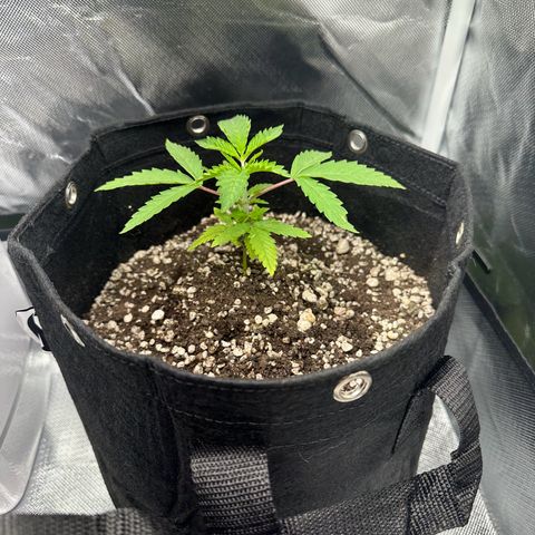 Apple Fritters growlog timeline photo