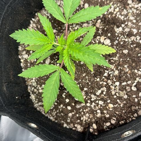 Apple Fritters growlog timeline photo