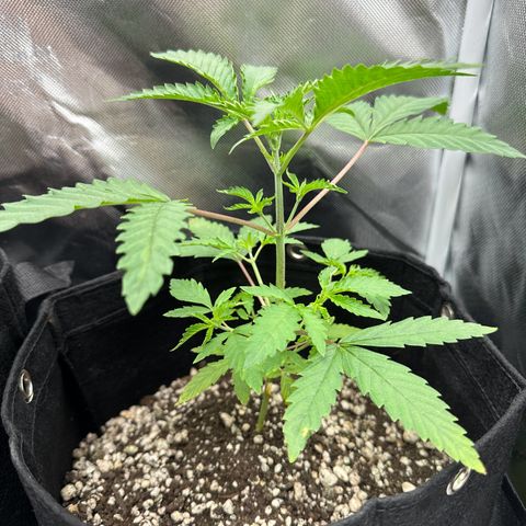 Apple Fritters growlog timeline photo