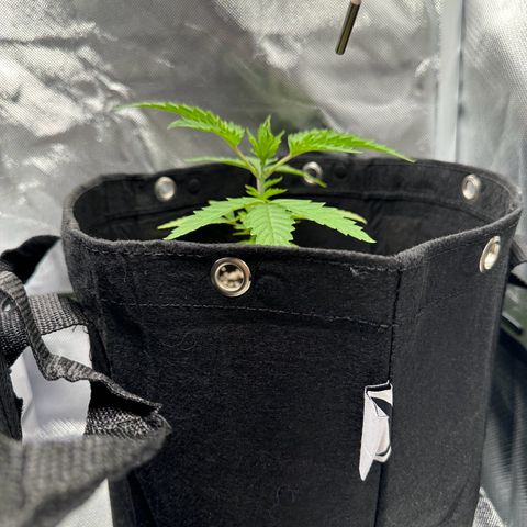 Apple Fritters growlog timeline photo