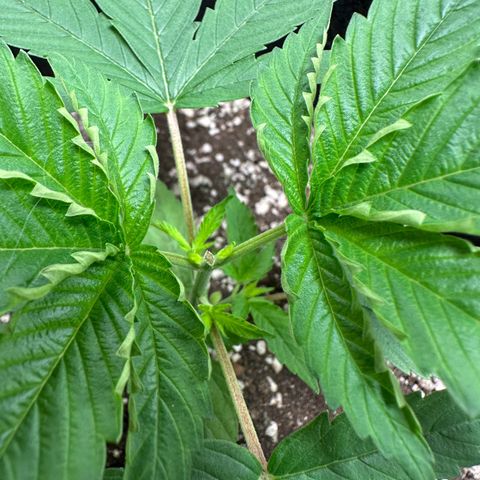 Genética X-1 growlog timeline photo