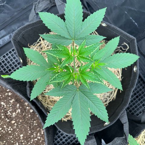Genética X-1 growlog timeline photo