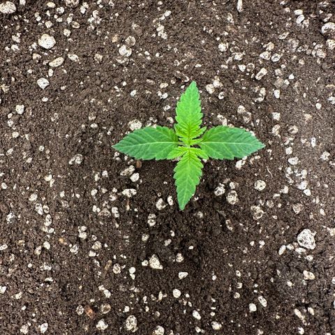 24k GOLD growlog timeline photo