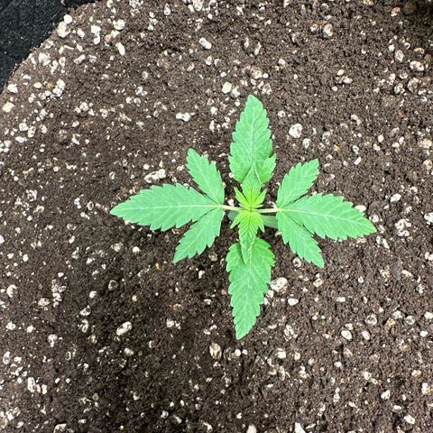 Strick Gorilla 4# growlog timeline photo