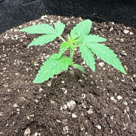 Strick Gorilla 4# growlog timeline photo