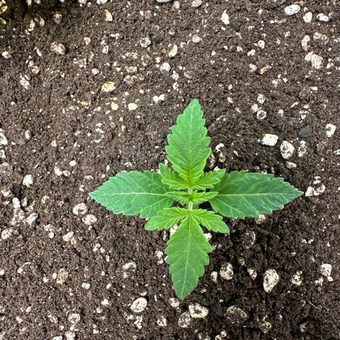 24k GOLD growlog timeline photo