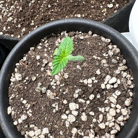 Violet Wedding Cake growlog timeline photo