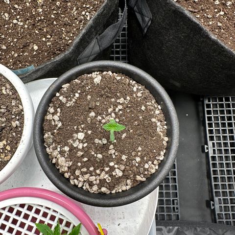 Violet Wedding Cake growlog timeline photo