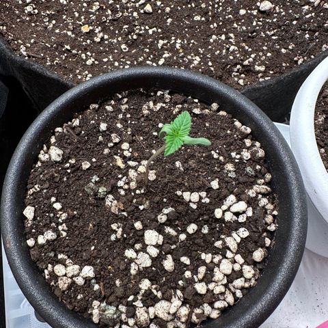 Violet Wedding Cake growlog timeline photo