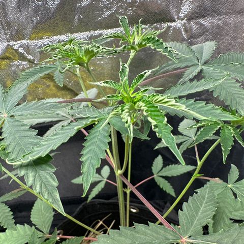 Apple Fritters growlog timeline photo