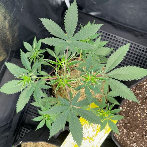 Apple Fritters growlog timeline photo