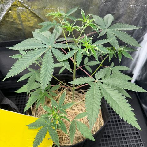 Apple Fritters growlog timeline photo