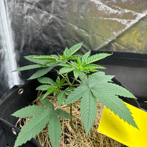Genética X-1 growlog timeline photo