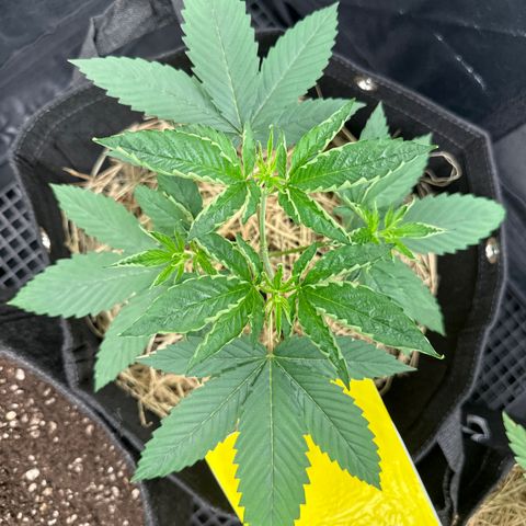 Genética X-1 growlog timeline photo