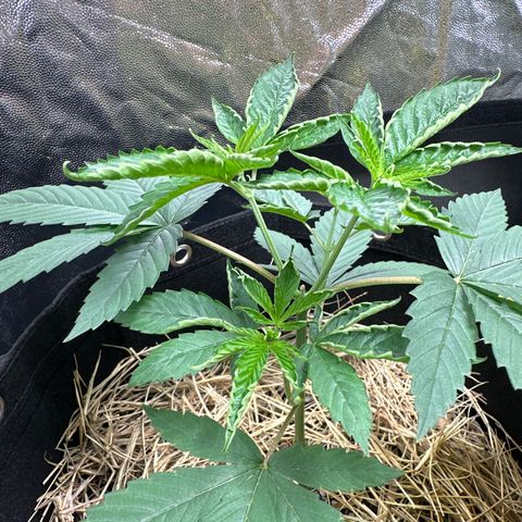 Genética X-1 growlog timeline photo