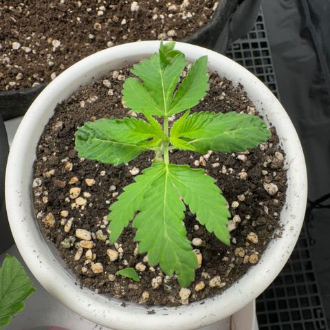 Genética X-2 growlog timeline photo