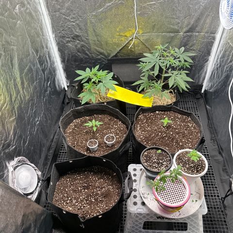 Strick Gorilla 4# growlog timeline photo
