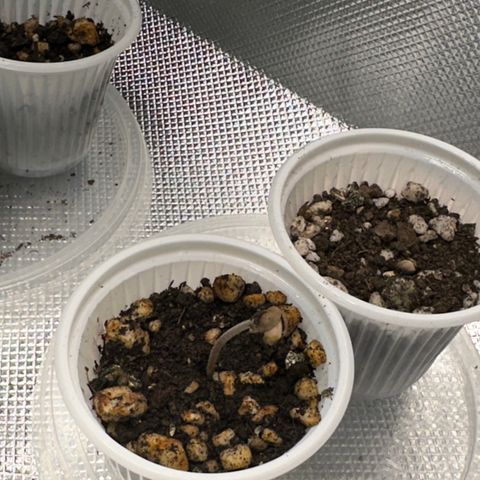 Genética X-2 growlog timeline photo