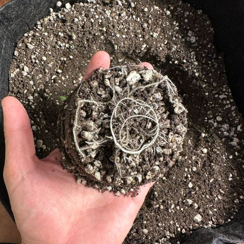Strick Gorilla 4# growlog timeline photo