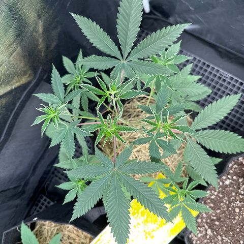 Apple Fritters growlog timeline photo