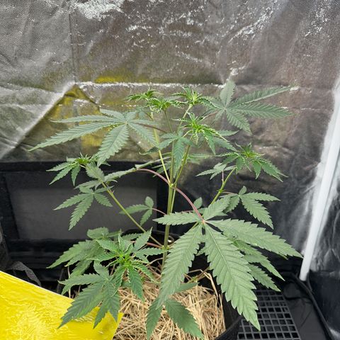Apple Fritters growlog timeline photo